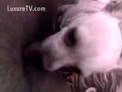 Amateur bitch widens to let her miniature dog take up with the tongue her wet crack